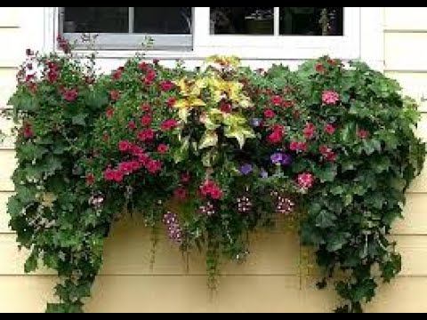 Ампельные растения для кашпо.Самые неприхотливые и быстрорастущие лианы украсят Ваш сад. Обзор.