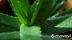 Алоэ для горла, волос и иммунитета.