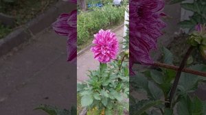 ?Георгин Хапет Элеганс . Dahlie Hapet Elegance  2022 ?