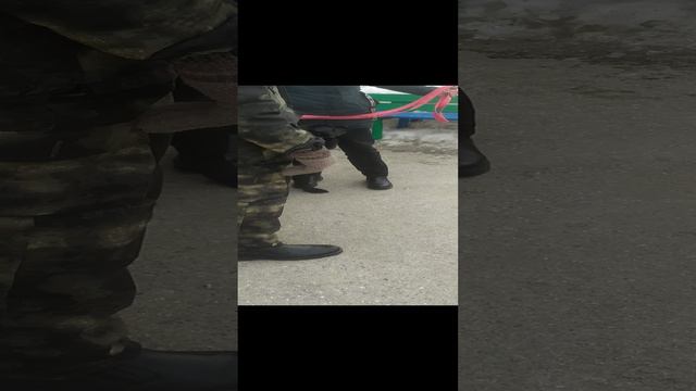 ВЕО восточно европейская овчарка черная 2023-03-16 11-35-55 смотреть онлайн