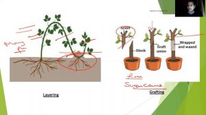 Science and technology  Reproduction in plants