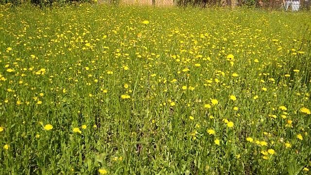Цветёт ястребинка смотреть онлайн
