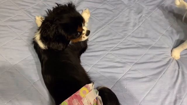【キャバリアと遊ぶ暮らし】これをしないと眠れないみたいです