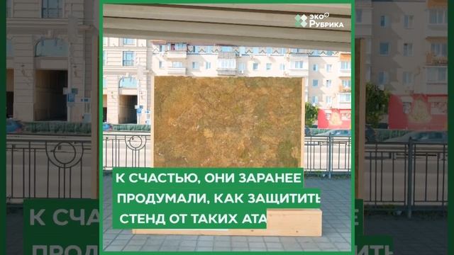 Как обычный мох может очистить воздух? В центре Киева активисты установили стену из мха