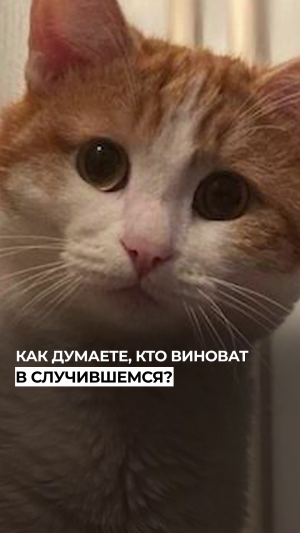 Страшный сон усатого: проводница вышвырнула кота из поезда на станции в Кирове, только это не сон.