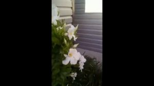 Моя Дипладения