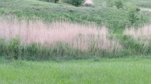 ВЕСНА. ПРИРОДА. МАЙ. 2021 ГОД ПРОГУЛКА ПО ПОЛЮ