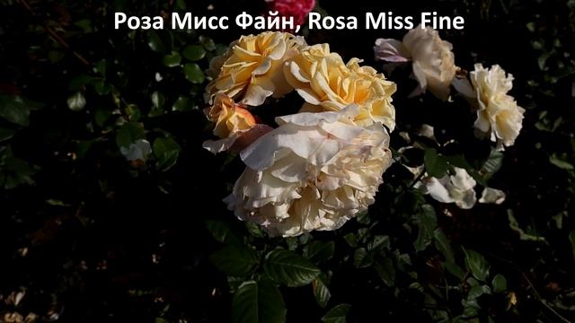Самые ароматные розы флорибунда. Крупные цветы, обильное цветение - бестселлеры!
