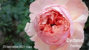 РОЗА ФИЛИНГ (Feeling). Сентябрь 2021 г.