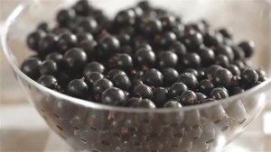 Агрофирма ПОИСК - Дегустация смородины.