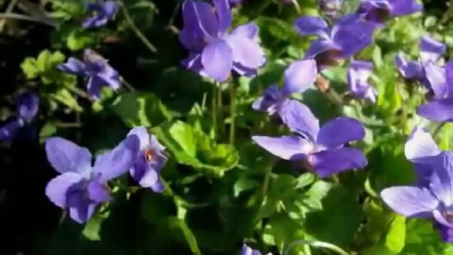 Нона Йотова - Не завиждам смотреть онлайн