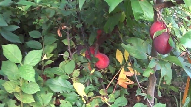 сливы сибири нектарин ароматная мирная евразия краткое видео смотреть онлайн