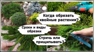Когда обрезать хвойные растения. Сроки и виды обрезки.