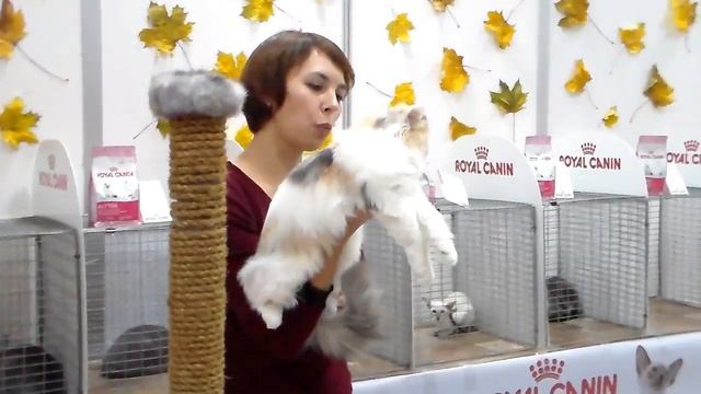 Шотландская Кошечка, Скоттиш Страйт Длинношерстный, Породы Кошек