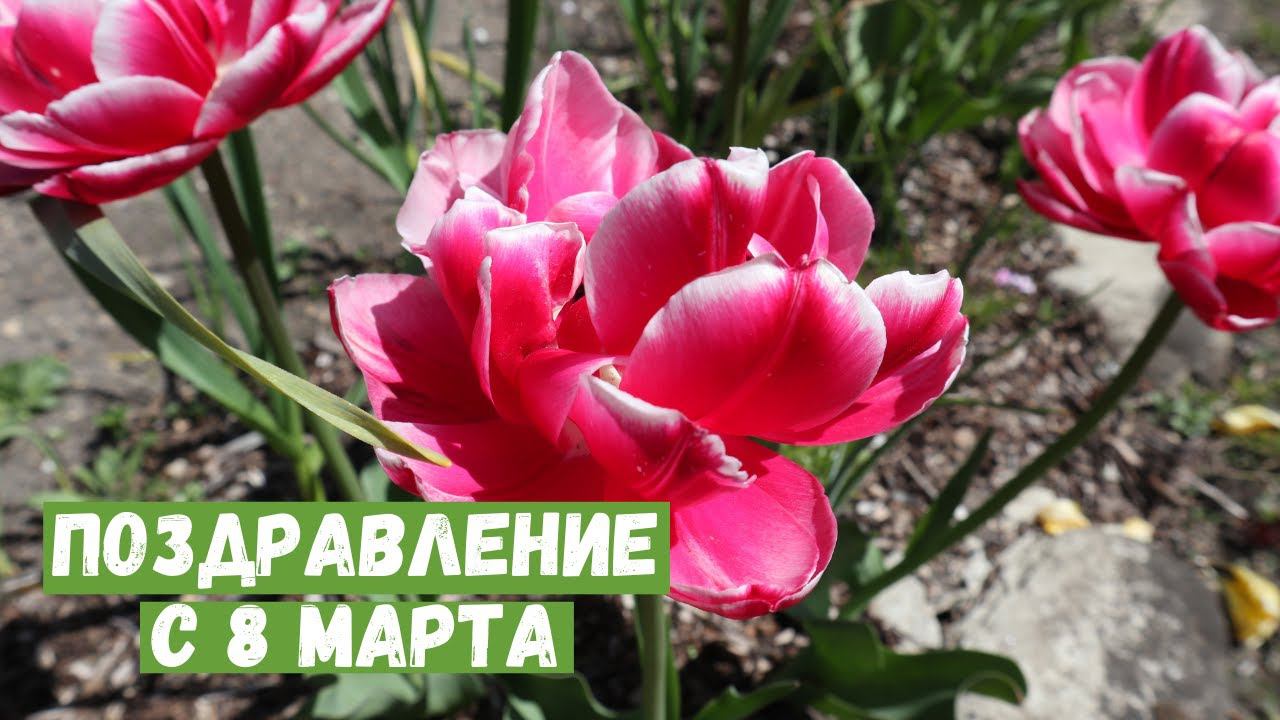 Тюльпановое поздравление с 8 марта!