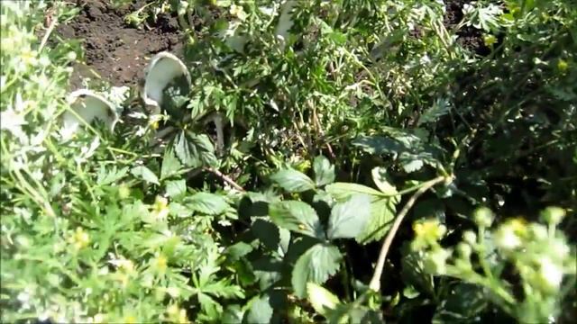 Китайская гигантская клубника из семян с АЛИэкспресс. ЧТО ВЫРОСЛО??? смотреть онлайн