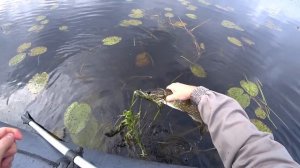 Ловля щуки и окуня на кружки