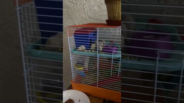 Семейство хомяков смотреть онлайн