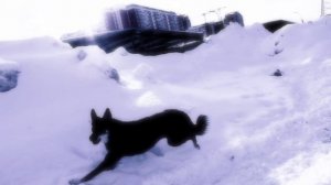 Была собака