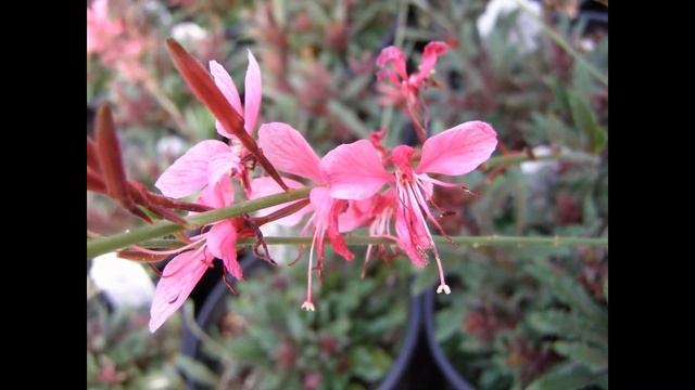 ГАУРА  (GAURA)  сем. Кипрейные
