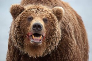 Истории о встречах человека с медведем