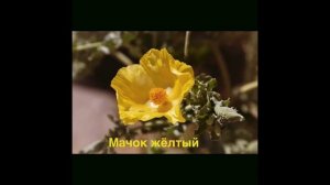 Растения Красной книги. ЭКО эстафета «Растем вместе». СДК с. Альтмец.