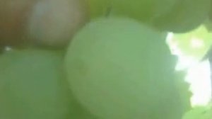 Виноград Кеша-1(Талисман)