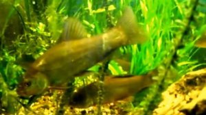 Линь, Карась, в аквариуме Crucian carp in the aquarium