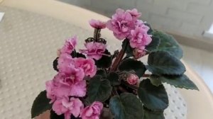 Н-Матрена фиалка