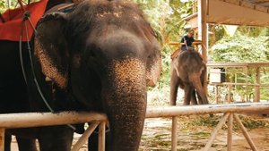 Паттайя. Тигровый зоопарк Сирача. Что посетить в Паттайе?