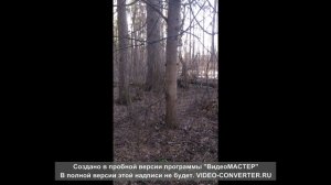 Курильский бобтейл - Нафан - в лесу