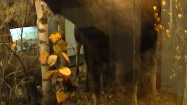 Музей природы Окского заповедника