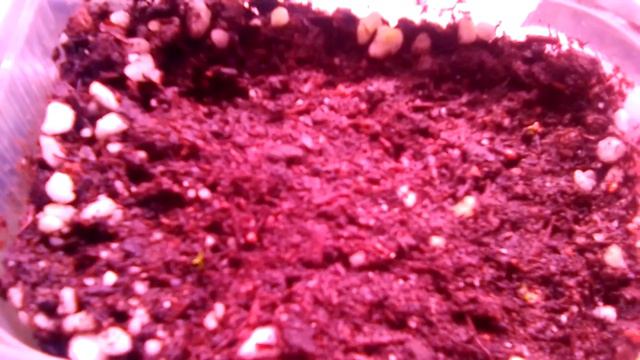 эустома первый опыт выращивания смотреть онлайн