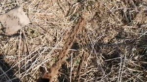 Поиск металла с помощью металоискателя аська 150.