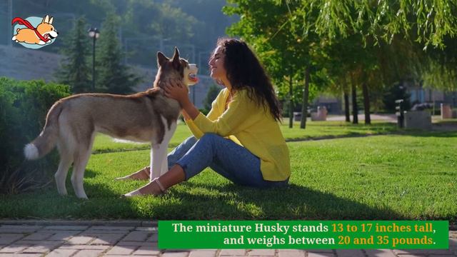 Miniature Husky: Your Guide to The Tinier Version of A Siberian Husky! смотреть онлайн