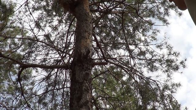 Проволочная пила (Gigli saw) смотреть онлайн