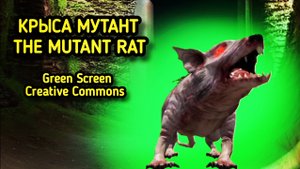 Крыса мутант green screen футаж. Хромакей анимация крысы на зелёном фоне.