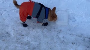 СОБАКА ПЕРВЫЙ РАЗ В ОБУВИ. БОТИНКИ ДЛЯ ЧИХУАХУА.