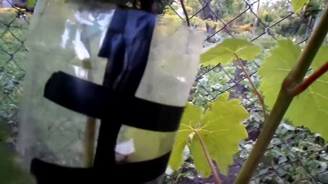 Выращивание саженца винограда на зеленом побеге( воздушным отводком) смотреть онлайн