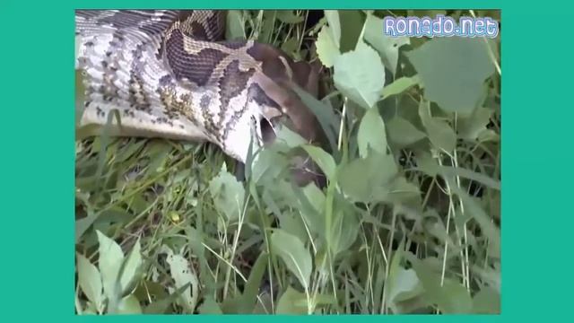 Самое удивительное нападения диких зверей гигантская Анаконда против гориллы против Бабуин,обезьяна смотреть онлайн