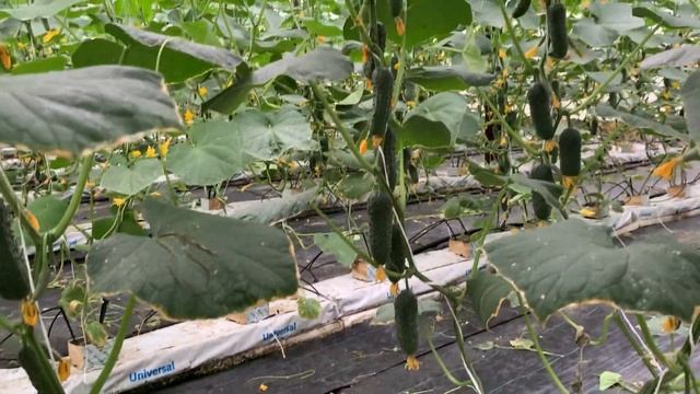 Второй сезон открыт. Сборы огурца 06.08.2021г-80 кг. Огурец Седрик F1, огурец Северин F1. смотреть онлайн