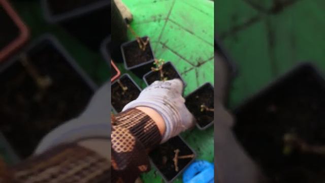 Гортензия little blossom смотреть онлайн