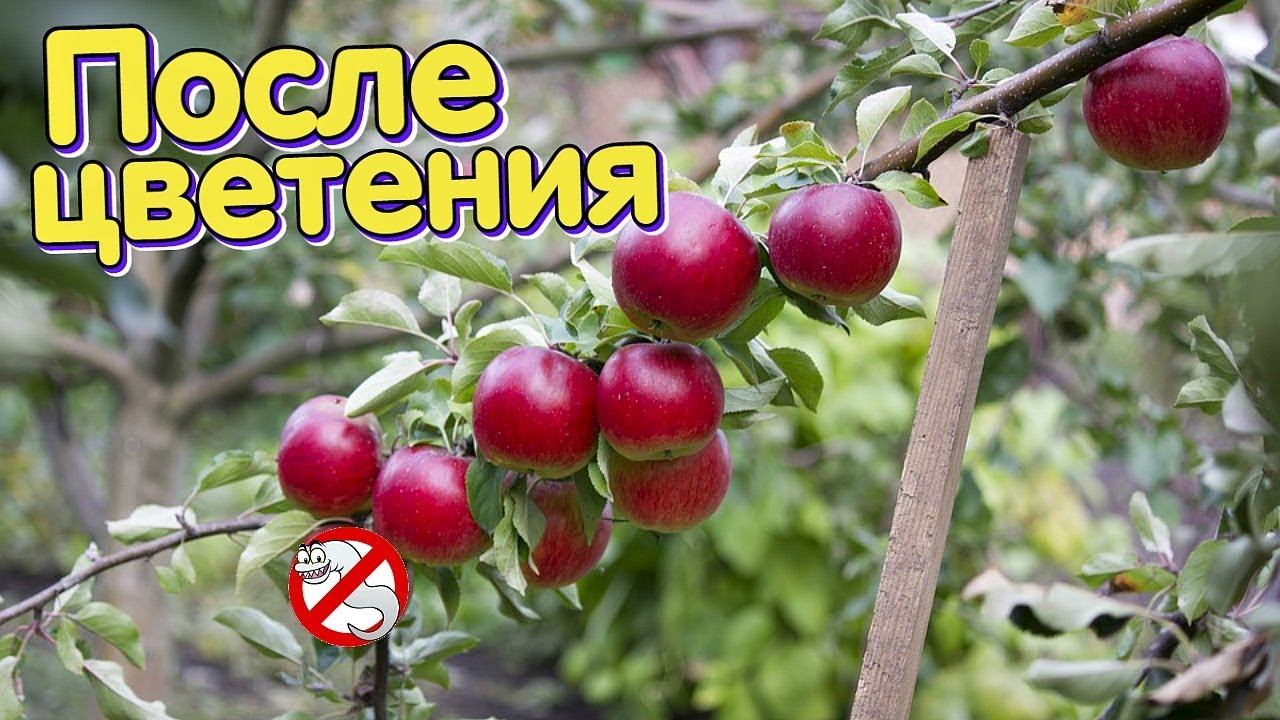 Одной обработкой  махом избавитесь от червивых яблок! Чем обработать яблони груши после цветения?