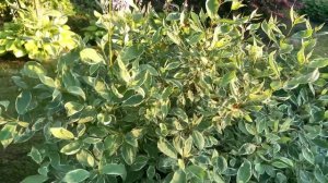 ПРОГУЛКА ПО САДУ В НАЧАЛЕ АВГУСТА.