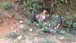 Вьетнамские свиньи во Вьетнаме и кнл. Культурный код.