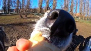 СМОТРЕТЬ ДО КОНЦА / СОБАКИ ОХОТЯТСЯ НА МОРОЖЕНОЕ