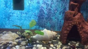 Рыбки Данио. Выращивание рыбок, легко и бесплатно!