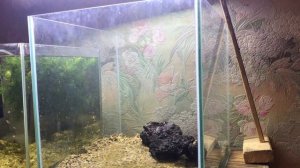 Запуск аквариума кубика-нерестовичка. Минимальное оформление, но лучше, чем голое дно.