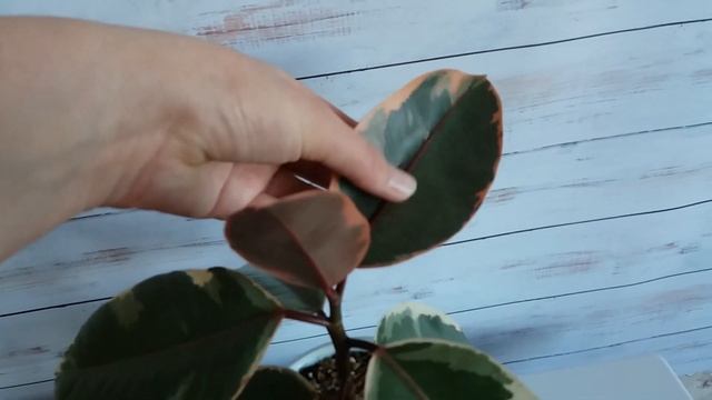 Мои новинки Эхмея, Фикус Эластика, Хлорофитум смотреть онлайн