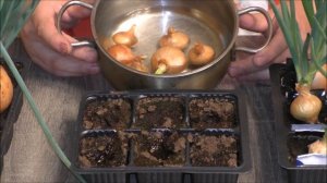 Как вырастить лук на зелень дома